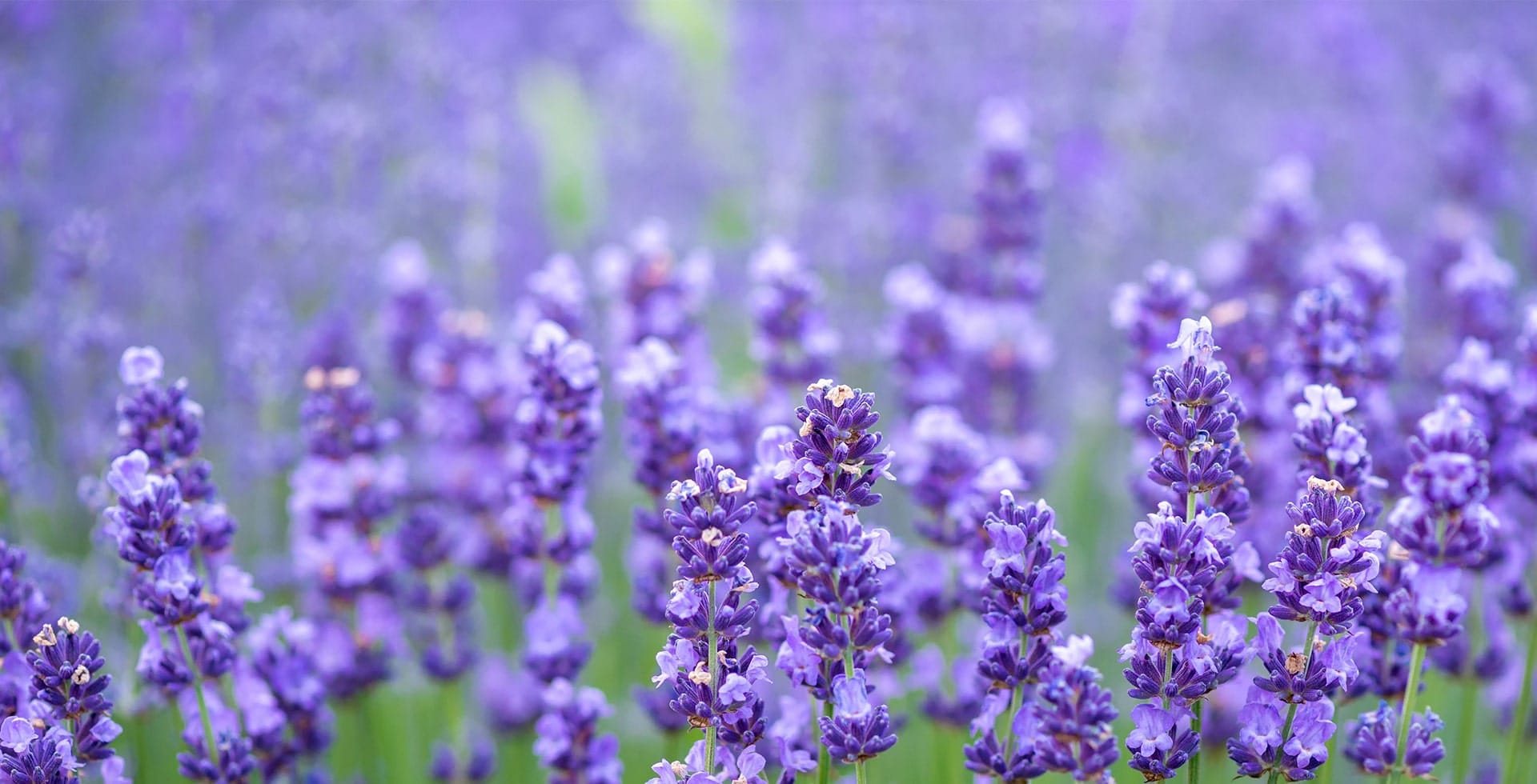 Slider-lavender-bg-min