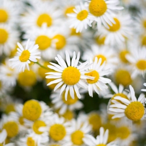 Chamomile-min