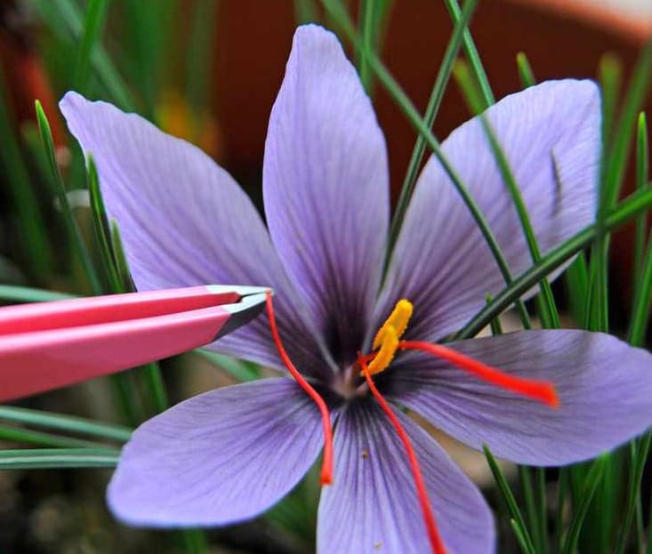 Saffron_1 (1)-min