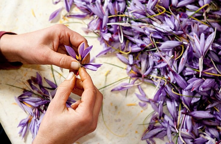 Saffron_2 (2)-min