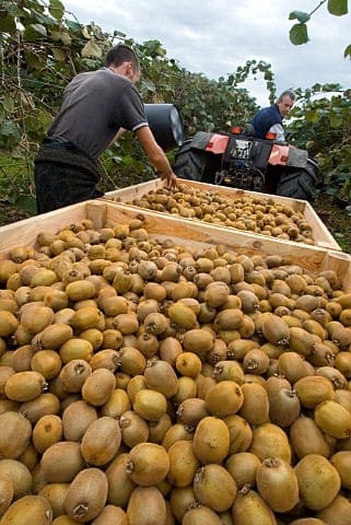 harvest 3-min