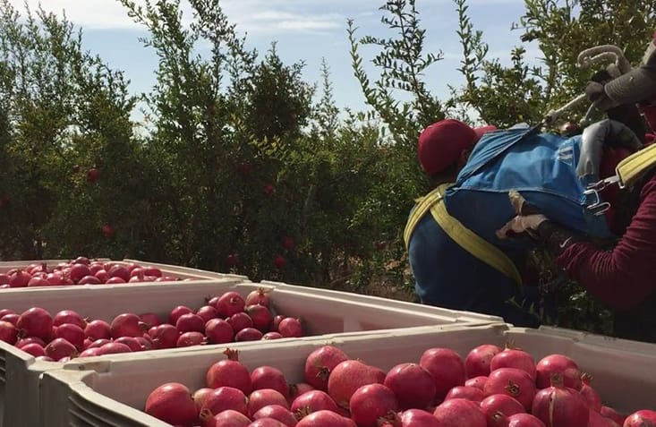 harvest_2