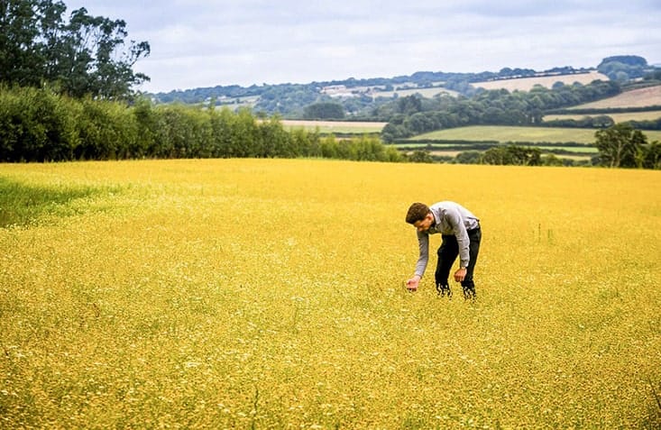 harvesting-chamomile-plants-2-min