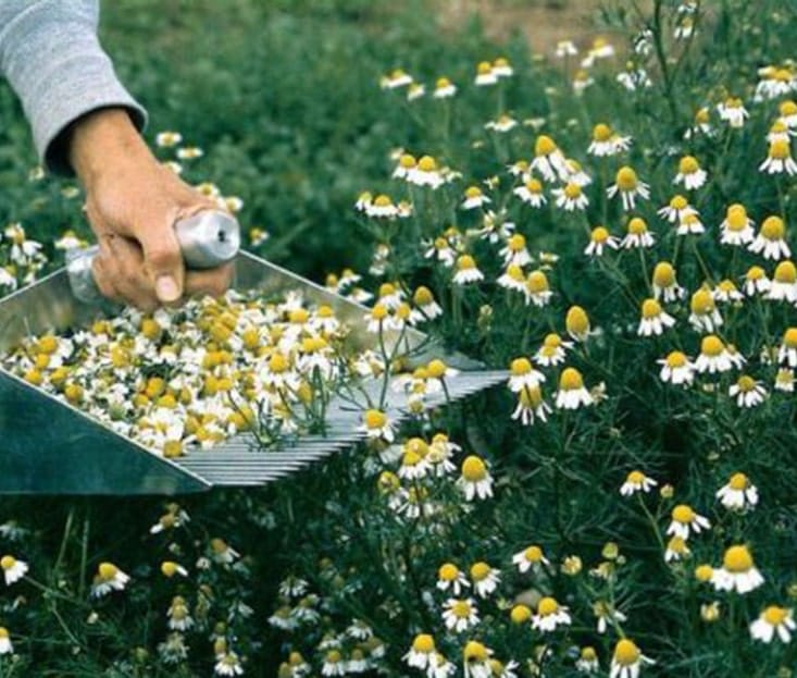 harvesting-chamomile-plants-min