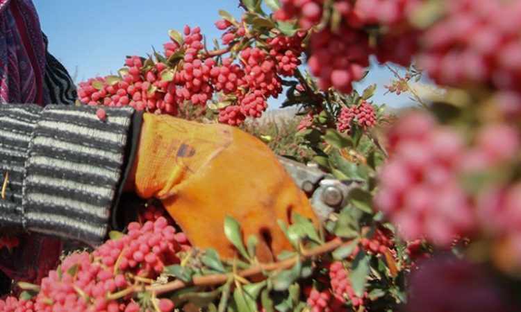 barberry harvest