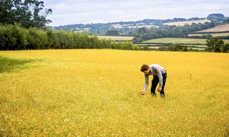 harvesting-chamomile-plants-2-min