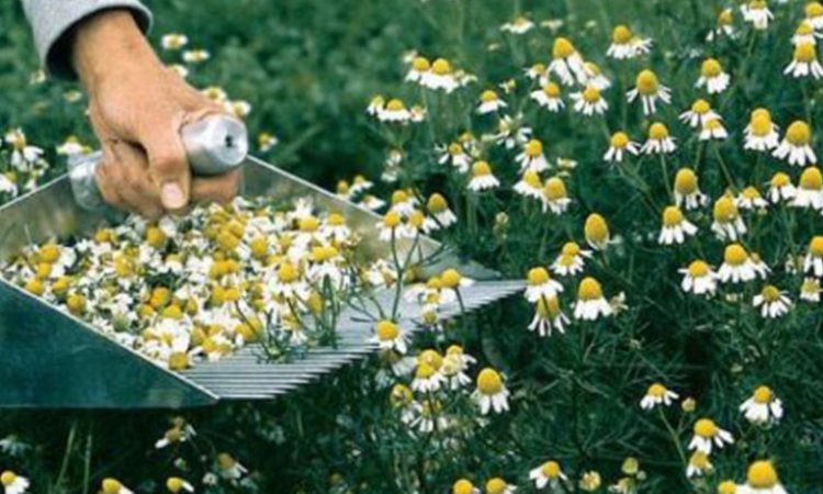 harvesting-chamomile-plants-min